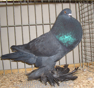 Ghent Cropper Black