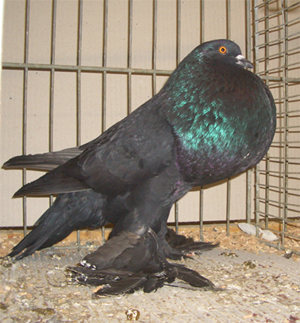 Ghent Cropper Black