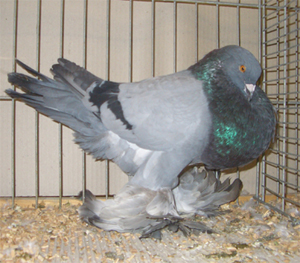 Ghent Cropper Blue with Black Bars