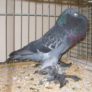 Ghent Cropper Checked Blue
