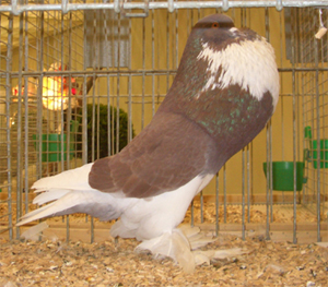 Ghent Cropper Pied Red