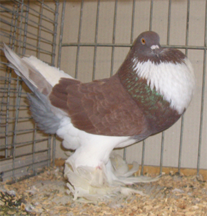 Ghent Cropper Pied Red