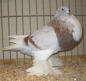 Ghent Cropper Ash Red Pied