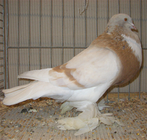 Ghent Cropper Ash Yellow Pied