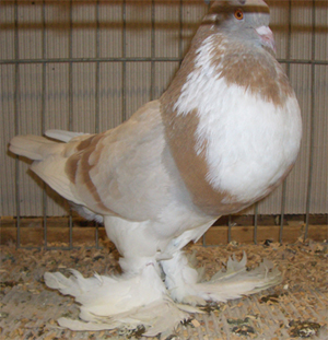 Ghent Cropper Ash Yellow Pied
