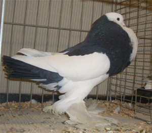 Ghent Cropper Dominican Black