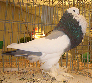 Ghent Cropper Dominican Blue