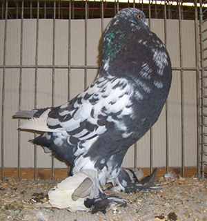 Ghent Cropper Black Mottled
