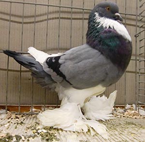  Blue Pied