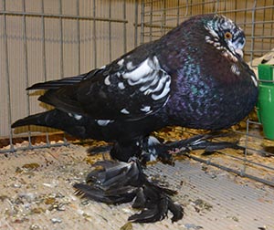  Black Tigered