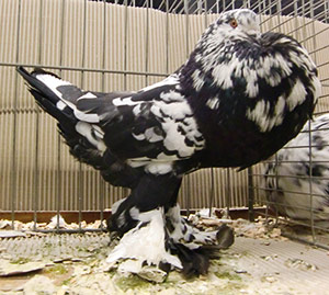  Black Mottled