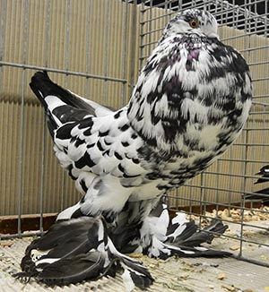  Black Mottled