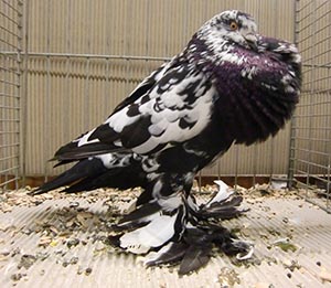  Black Mottled