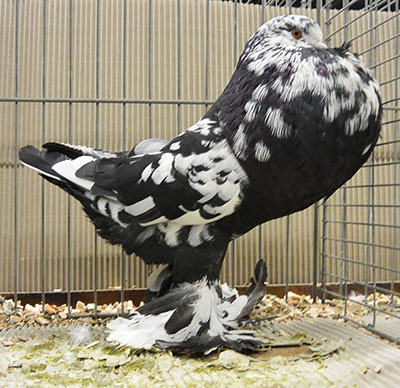  Black Mottled
