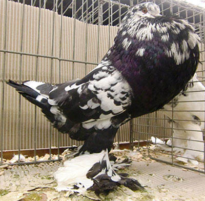  Black Mottled