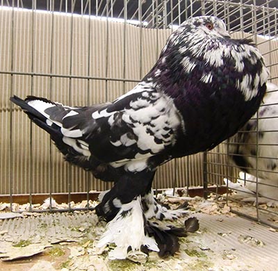  Black Mottled