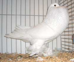 Ghent Cropper White