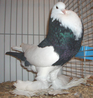 Ghent Cropper Dominican Black