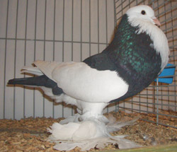 Ghent Cropper Dominican Black