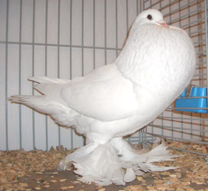 Ghent Cropper White