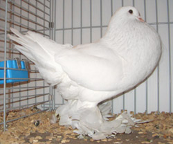 Ghent Cropper White