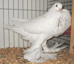 Ghent Cropper White
