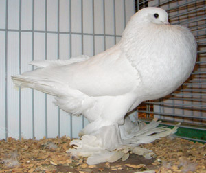 Ghent Cropper White