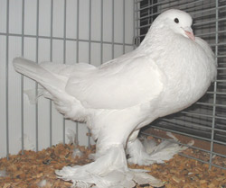Ghent Cropper White