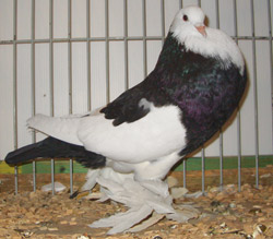 Ghent Cropper Dominican Black