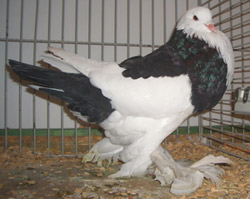 Ghent Cropper Dominican Black