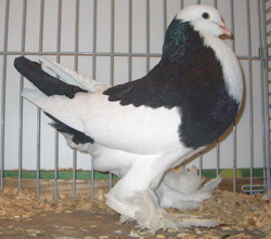 Ghent Cropper Dominican Black