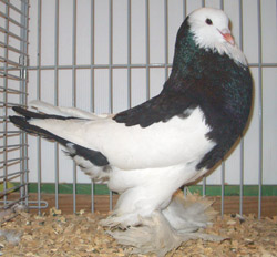 Ghent Cropper Dominican Black