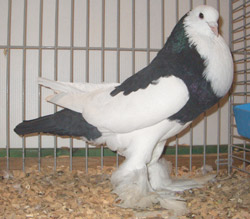 Ghent Cropper Dominican Black