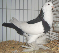 Ghent Cropper Dominican Black