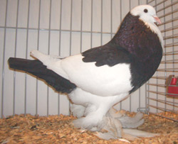 Ghent Cropper Dominican Black