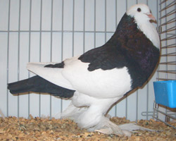 Ghent Cropper Dominican Black