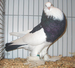 Ghent Cropper Dominican Black