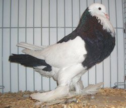 Ghent Cropper Dominican Black