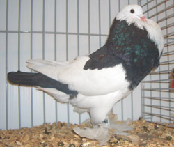 Ghent Cropper Dominican Black