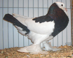 Ghent Cropper Dominican Black