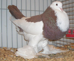 Ghent Cropper Dominican Red
