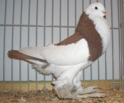 Ghent Cropper Dominican Red