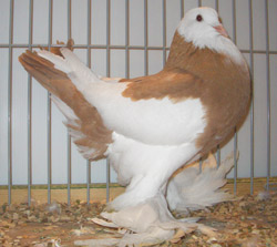 Ghent Cropper Dominican Yellow