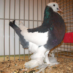 Ghent Cropper Dominican Blue Checked
