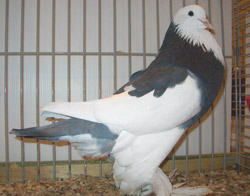 Ghent Cropper Dominican Blue Checked