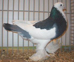 Ghent Cropper Dominican Blue Checked