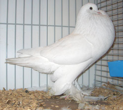 Ghent Cropper White