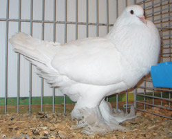 Ghent Cropper White