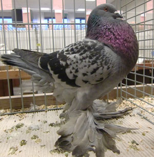 Ghent Cropper Checked Blue