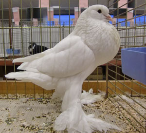 Ghent Cropper White